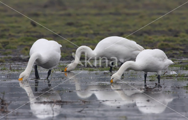 Wilde Zwaan (Cygnus cygnus)