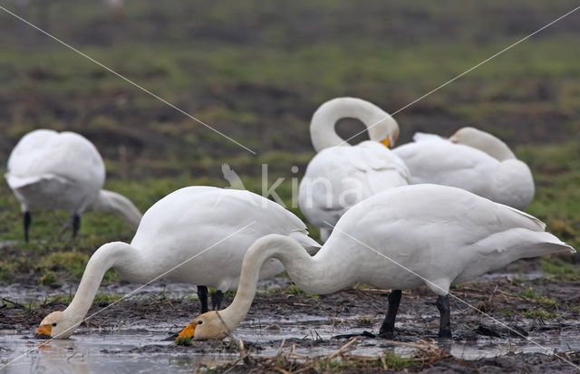 Wilde Zwaan (Cygnus cygnus)