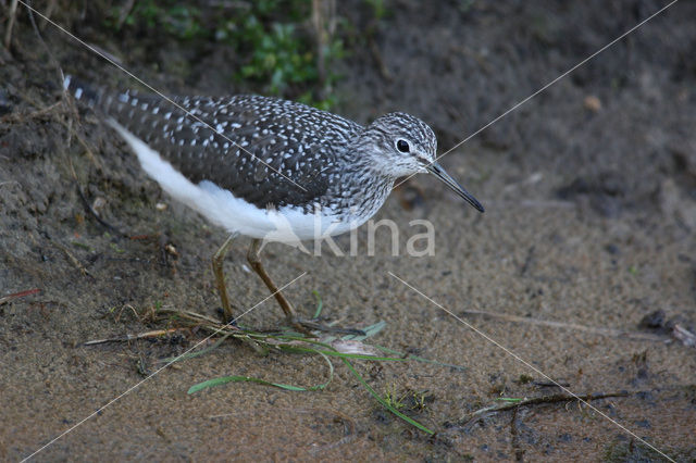 Green Sandpiper (Tringa ochropus)