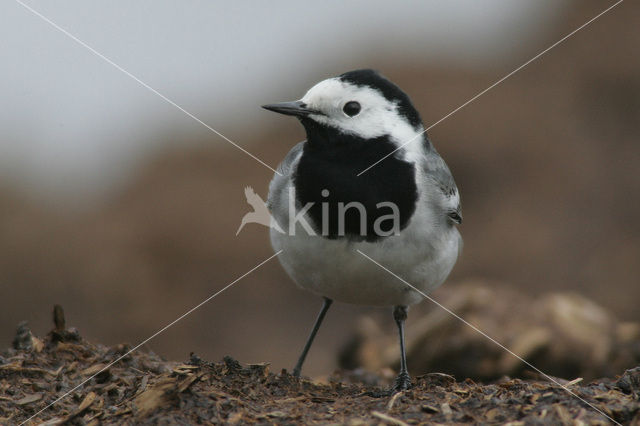 Witte Kwikstaart (Motacilla alba)