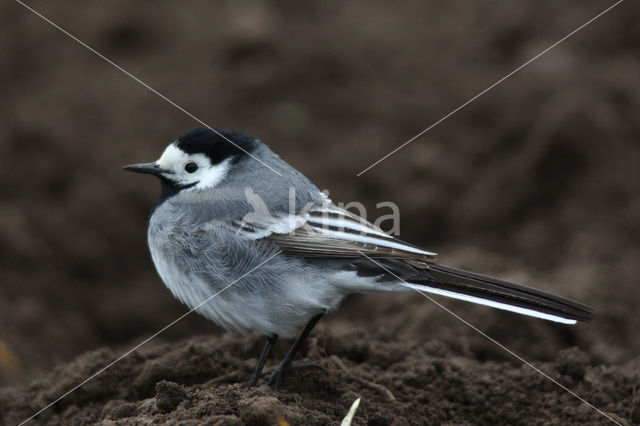 Witte Kwikstaart (Motacilla alba)