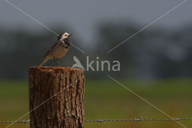 Witte Kwikstaart (Motacilla alba)