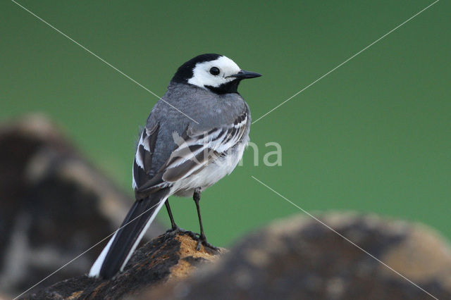 Witte Kwikstaart (Motacilla alba)