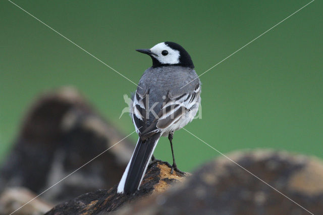 Witte Kwikstaart (Motacilla alba)