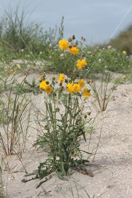 Zeemelkdistel (Sonchus arvensis var. maritimus)