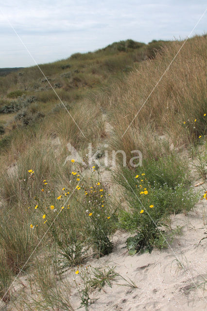 Zeemelkdistel (Sonchus arvensis var. maritimus)