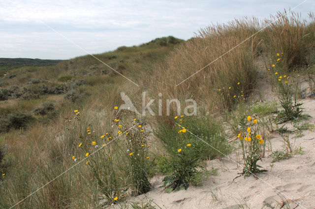 Zeemelkdistel (Sonchus arvensis var. maritimus)