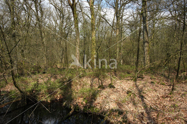 Zomereik (Quercus robur)