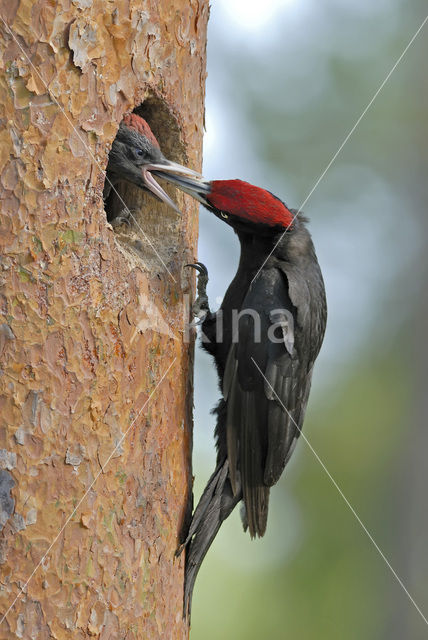 Zwarte Specht (Dryocopus martius)