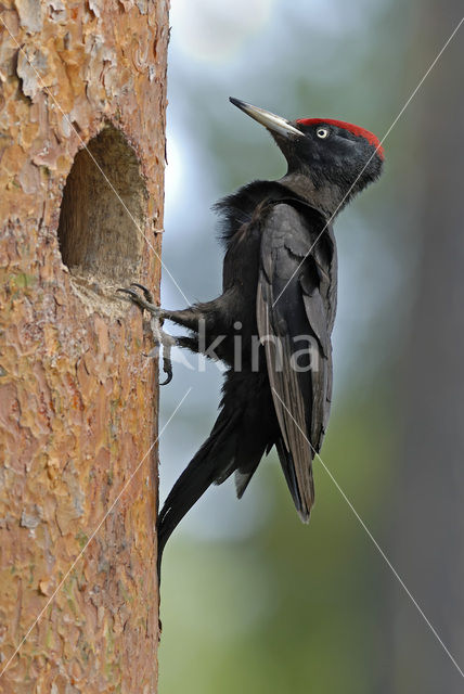 Zwarte Specht (Dryocopus martius)