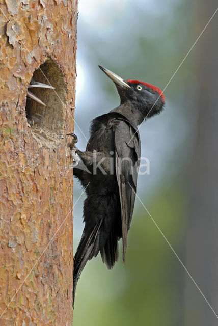 Zwarte Specht (Dryocopus martius)