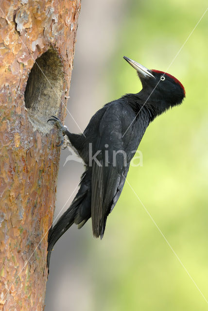 Zwarte Specht (Dryocopus martius)