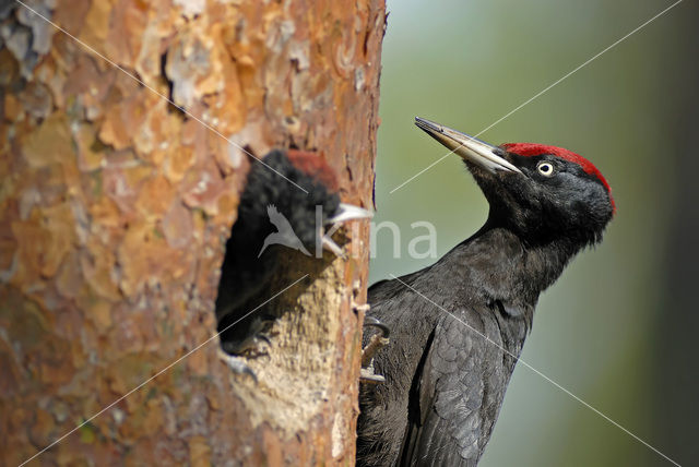 Zwarte Specht (Dryocopus martius)