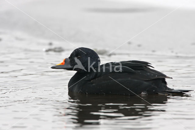 Zwarte Zeeëend (Melanitta nigra)