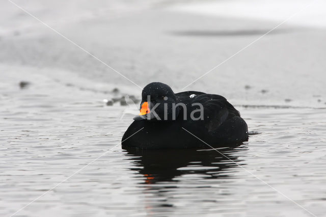 Zwarte Zeeëend (Melanitta nigra)