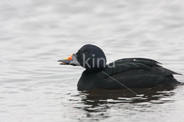 Zwarte Zeeëend (Melanitta nigra)