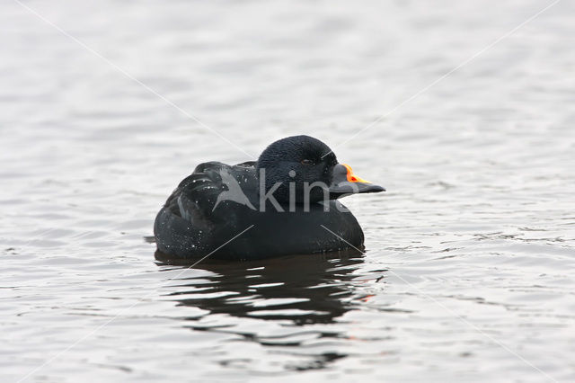 Zwarte Zeeëend (Melanitta nigra)