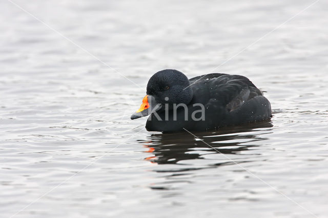 Zwarte Zeeëend (Melanitta nigra)