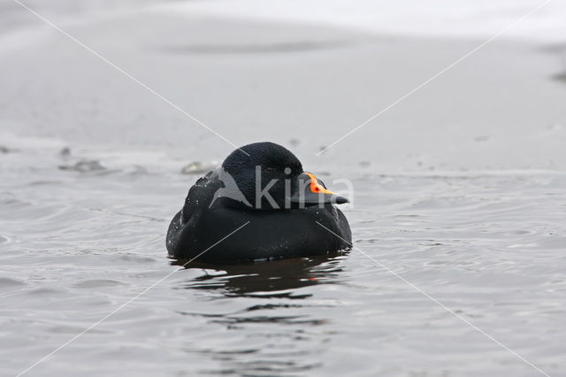 Zwarte Zeeëend (Melanitta nigra)