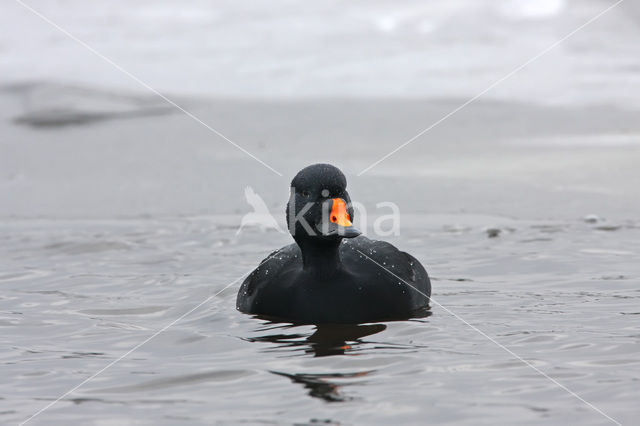 Zwarte Zeeëend (Melanitta nigra)