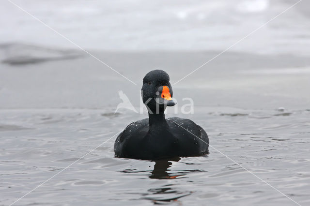 Zwarte Zeeëend (Melanitta nigra)