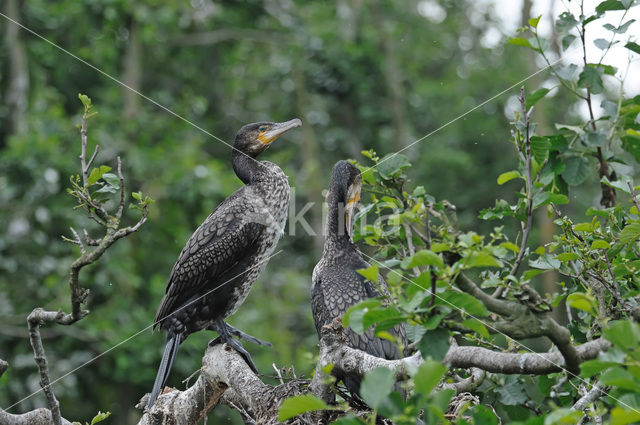 Aalscholver (Phalacrocorax carbo)