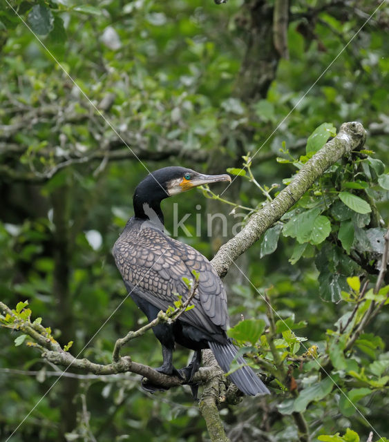 Aalscholver (Phalacrocorax carbo)