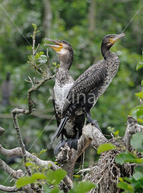 Aalscholver (Phalacrocorax carbo)