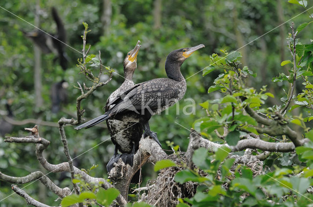 Aalscholver (Phalacrocorax carbo)