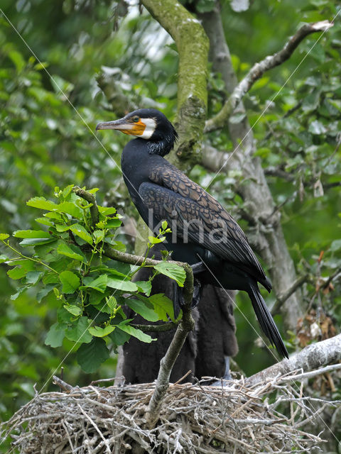 Aalscholver (Phalacrocorax carbo)