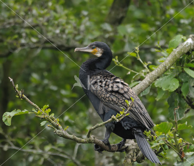 Aalscholver (Phalacrocorax carbo)