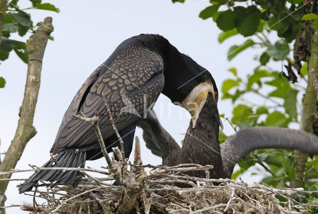 Aalscholver (Phalacrocorax carbo)