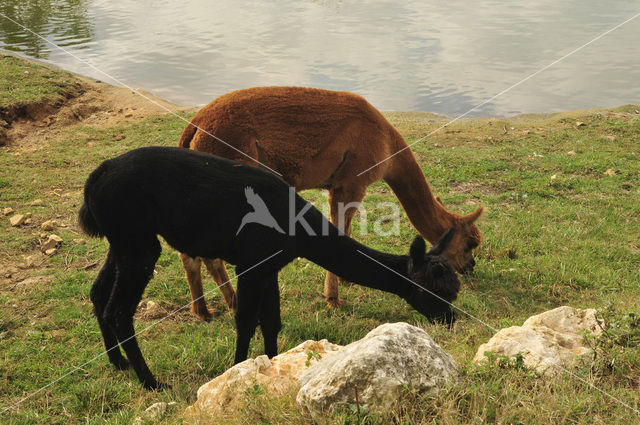 Alpaca (Vicugna pacos)