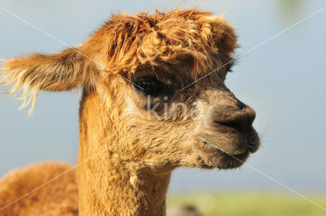 Alpaca (Vicugna pacos)