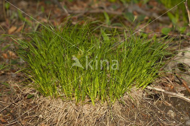 Bergzegge (Carex montana)