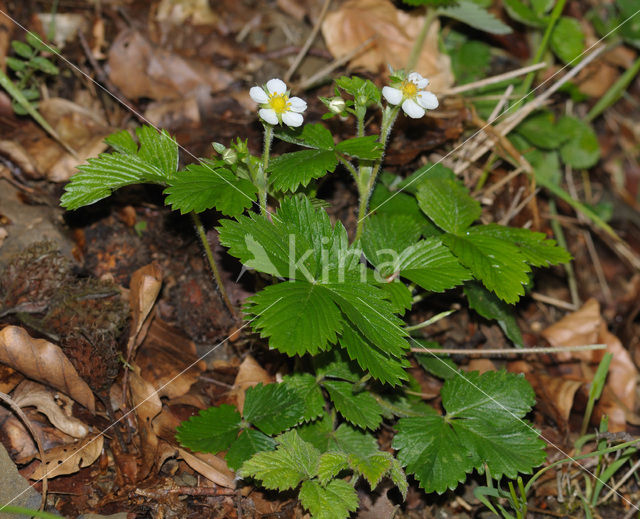 Bosaardbei (Fragaria vesca)