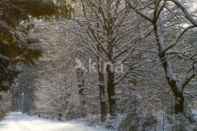 Boswachterij Hardenberg