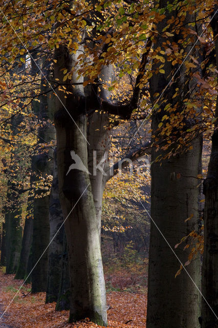 Boswachterij Ommen