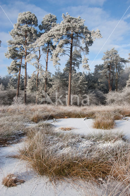 Boswachterij Ommen