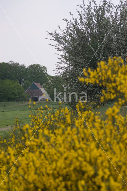 Brem (Cytisus scoparius)