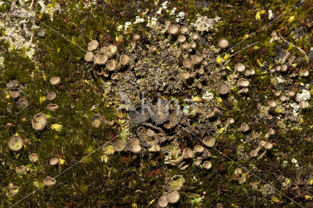 Bruin bekermos (Cladonia grayi)