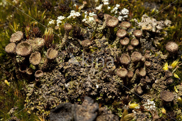 Bruin bekermos (Cladonia grayi)