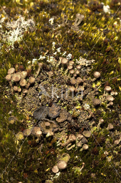 Bruin bekermos (Cladonia grayi)