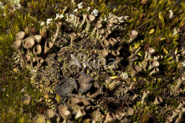 Bruin bekermos (Cladonia grayi)