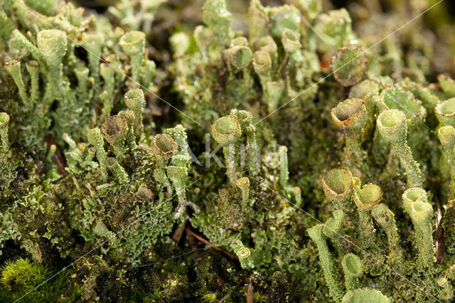 Bruin bekermos (Cladonia grayi)