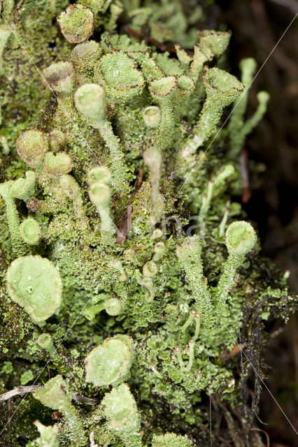 Bruin bekermos (Cladonia grayi)