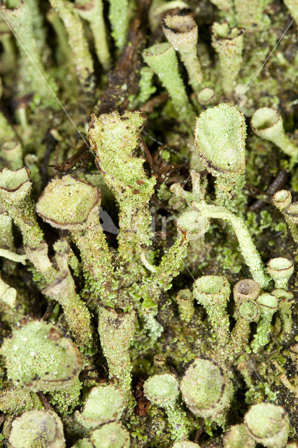 Bruin bekermos (Cladonia grayi)