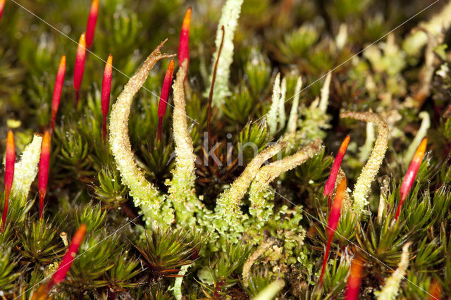 Bruin heidestaartje (Cladonia glauca)