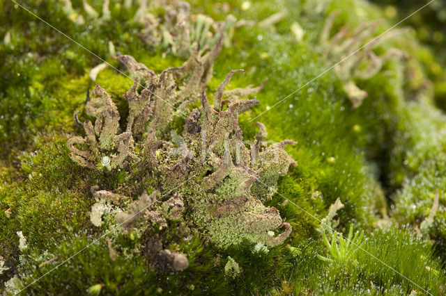 Bruin heidestaartje (Cladonia glauca)