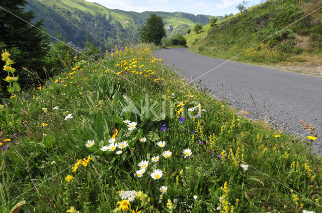 Cantal